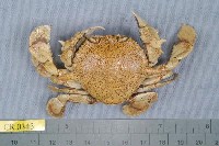 藏品(頑強黎明蟹)的圖片